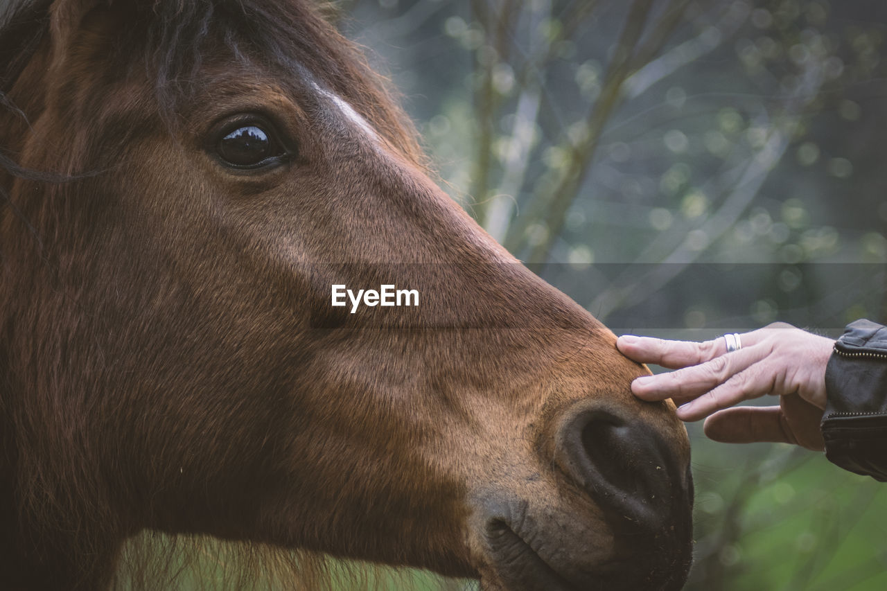 MIDSECTION OF PERSON WITH HORSE AT FARM