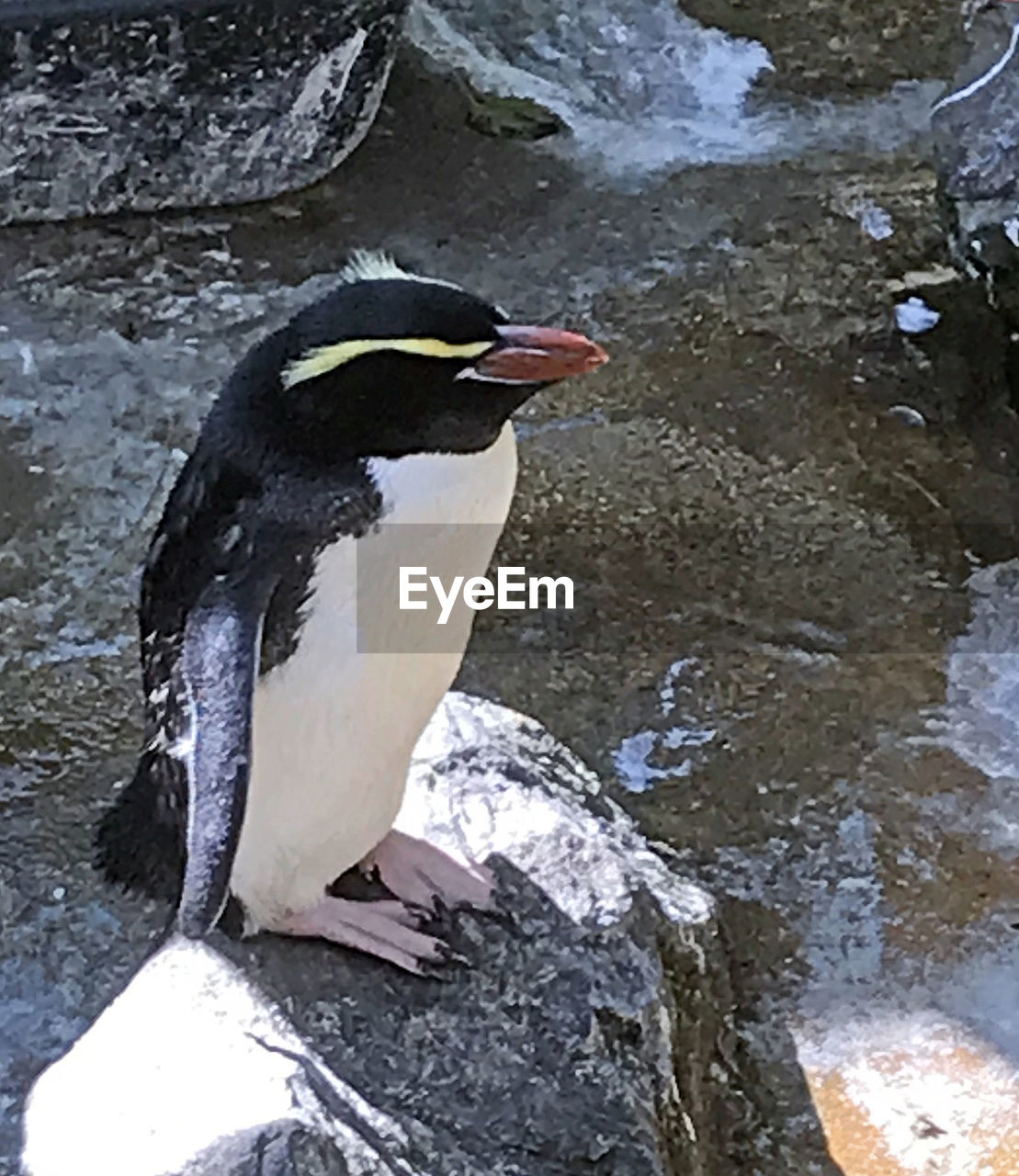 HIGH ANGLE VIEW OF A BIRD IN WATER