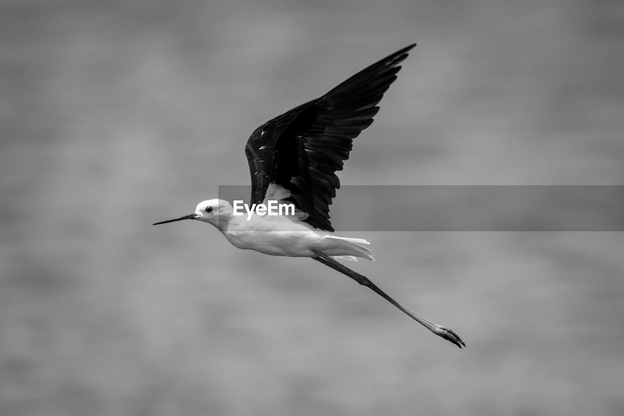 close-up of bird flying against cloudy sky