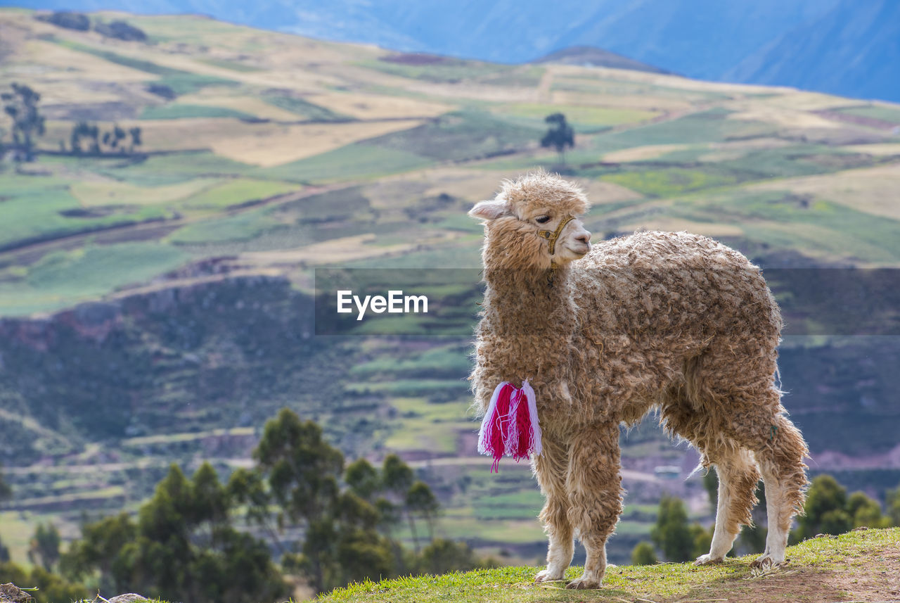 Young alpaca in the sacred valley of the incas in peru