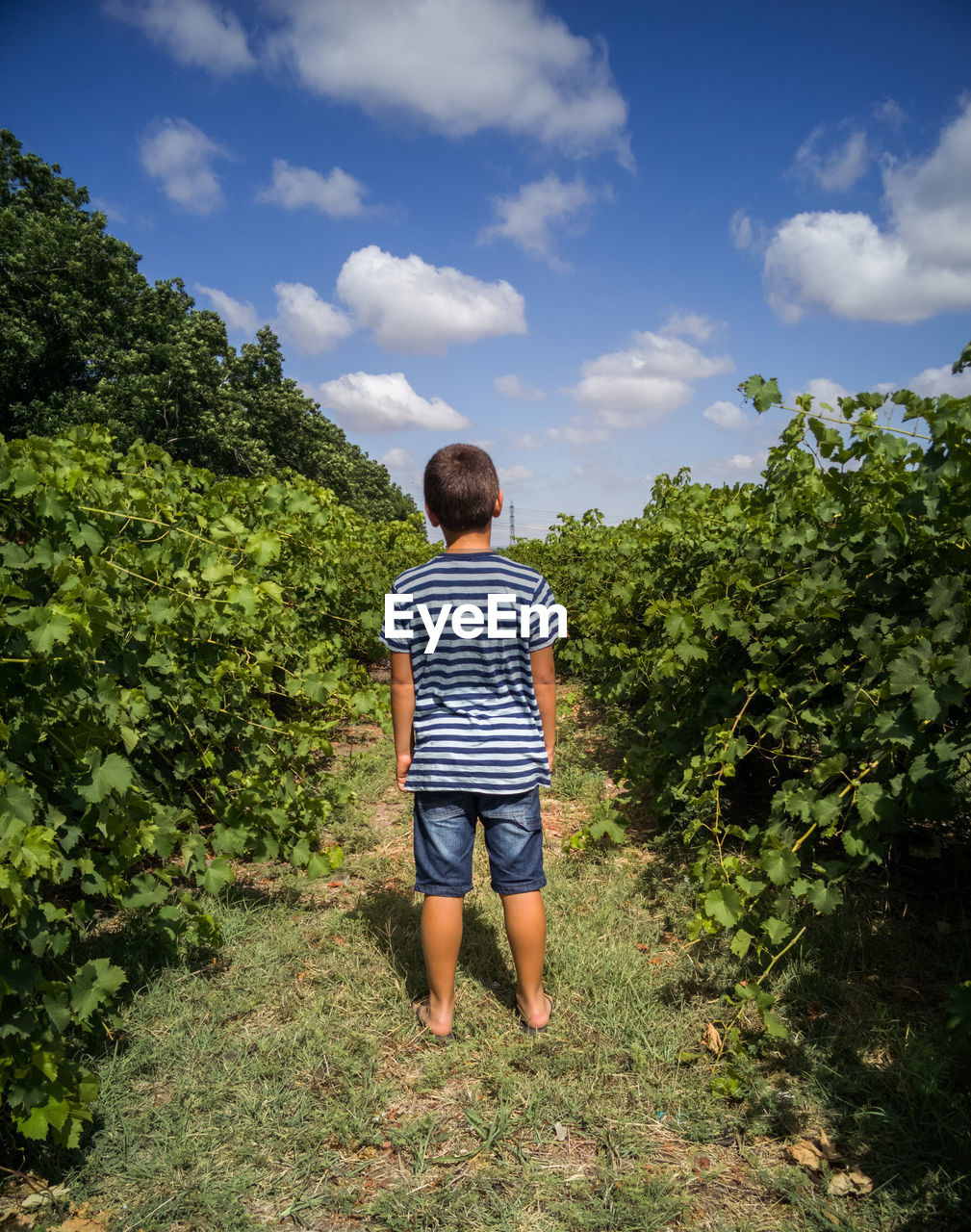 Rear view full length of boy standing amidst plants against sky