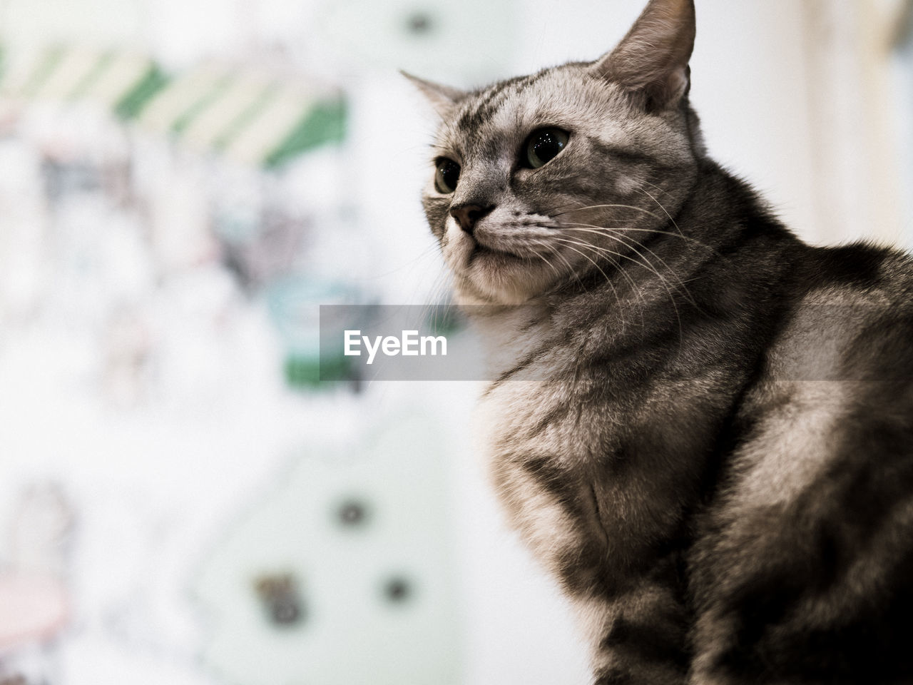 CLOSE-UP OF TABBY CAT