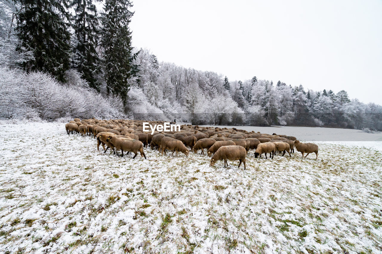 Flock of sheep in snow