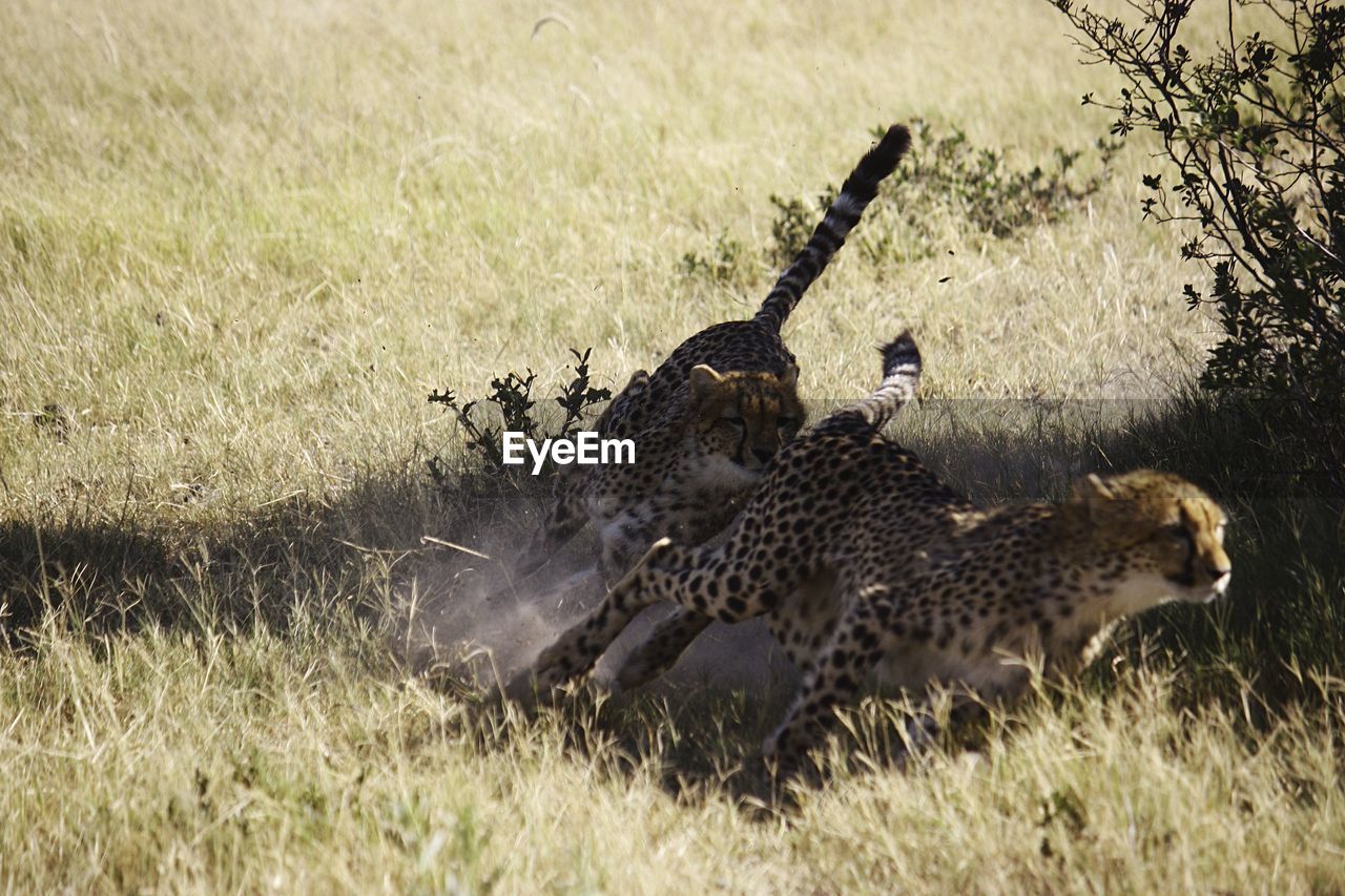 Leopards running on field during sunny day