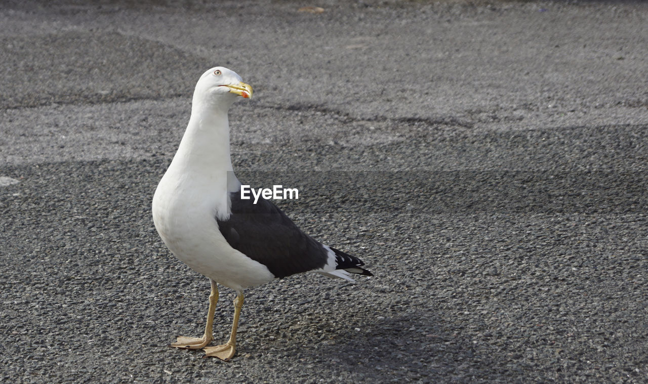 CLOSE-UP OF SEAGULL PERCHING ON A LAND