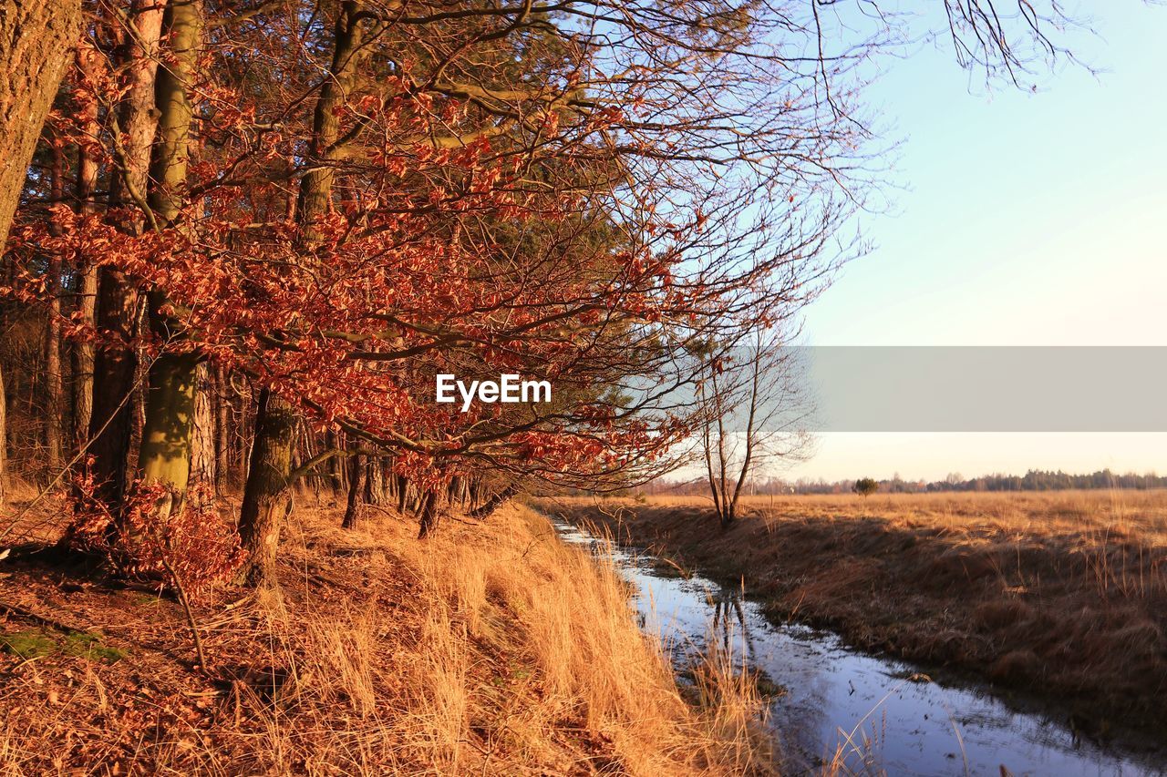 Trees on field against sky during autumn