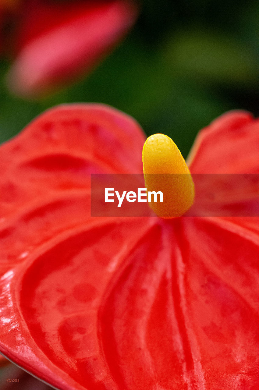 Close-up of orange red rose flower