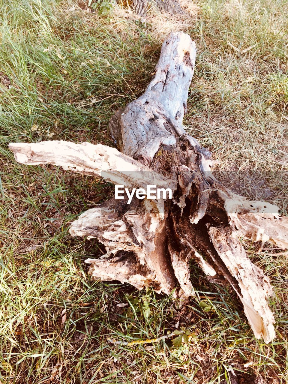 HIGH ANGLE VIEW OF DRIFTWOOD ON TREE TRUNK