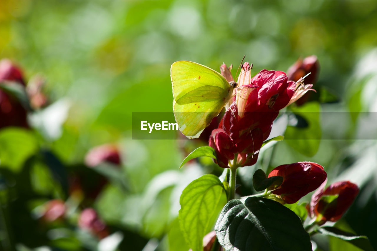 CLOSE-UP OF RED ROSE ON PLANT