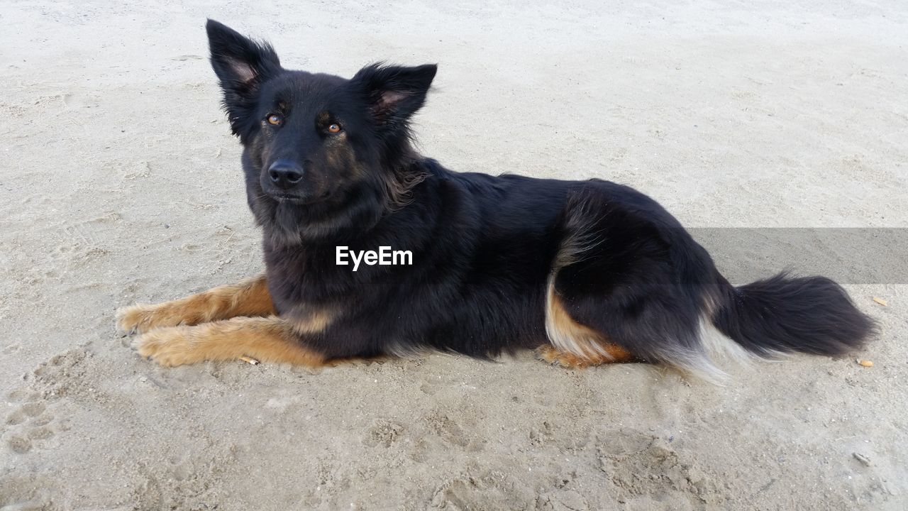 PORTRAIT OF DOG RELAXING ON LAND