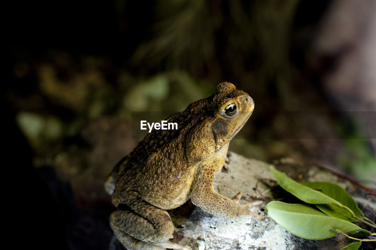 Australian cane toad in profile in a shaded rocky area outdoors with green leaves