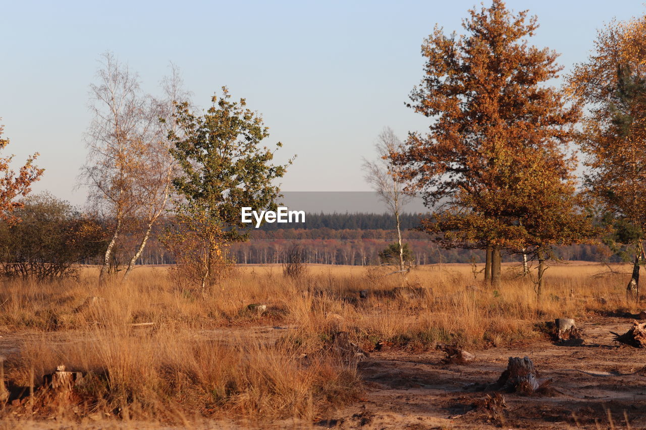 Trees on field against sky during autumn