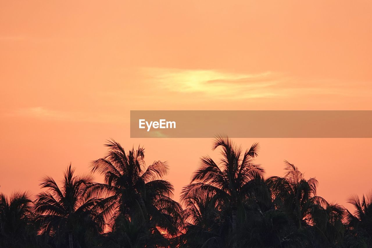 low angle view of palm trees against orange sky