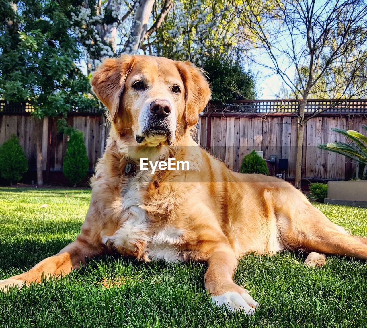 CLOSE-UP OF DOG SITTING ON GRASS