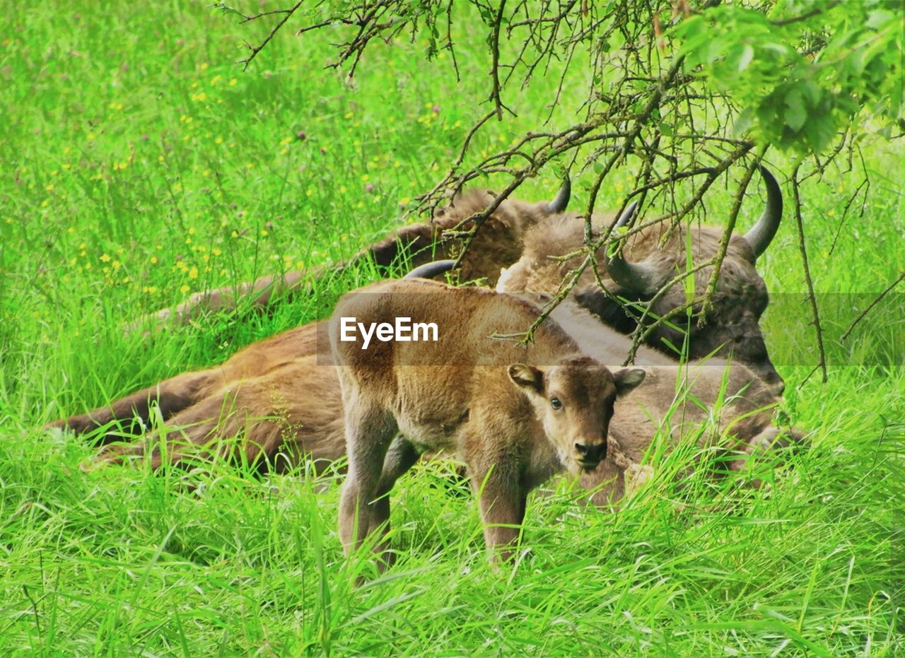 Baby bison standing on grassy field