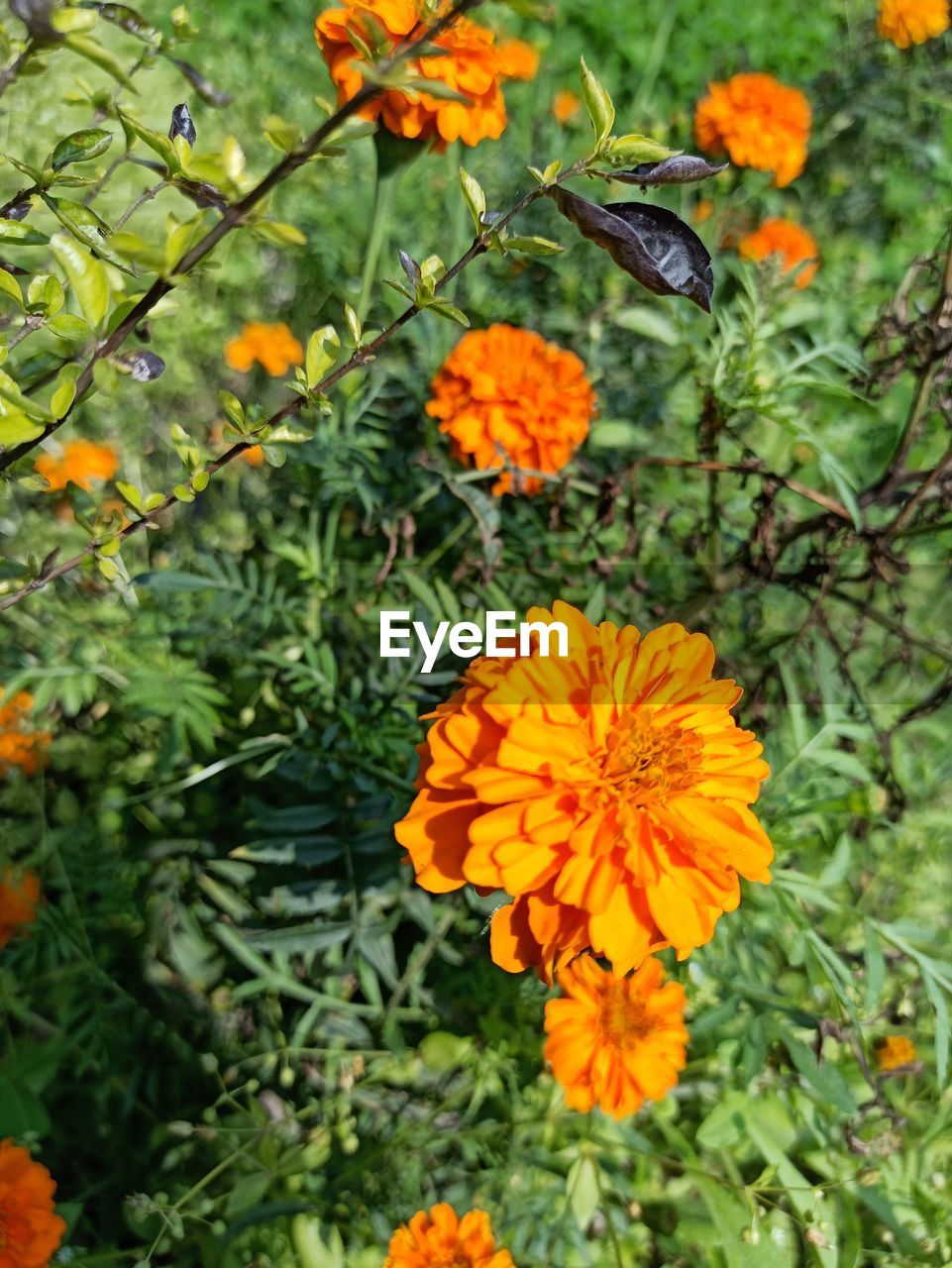 CLOSE-UP OF BUTTERFLY POLLINATING ON ORANGE FLOWER