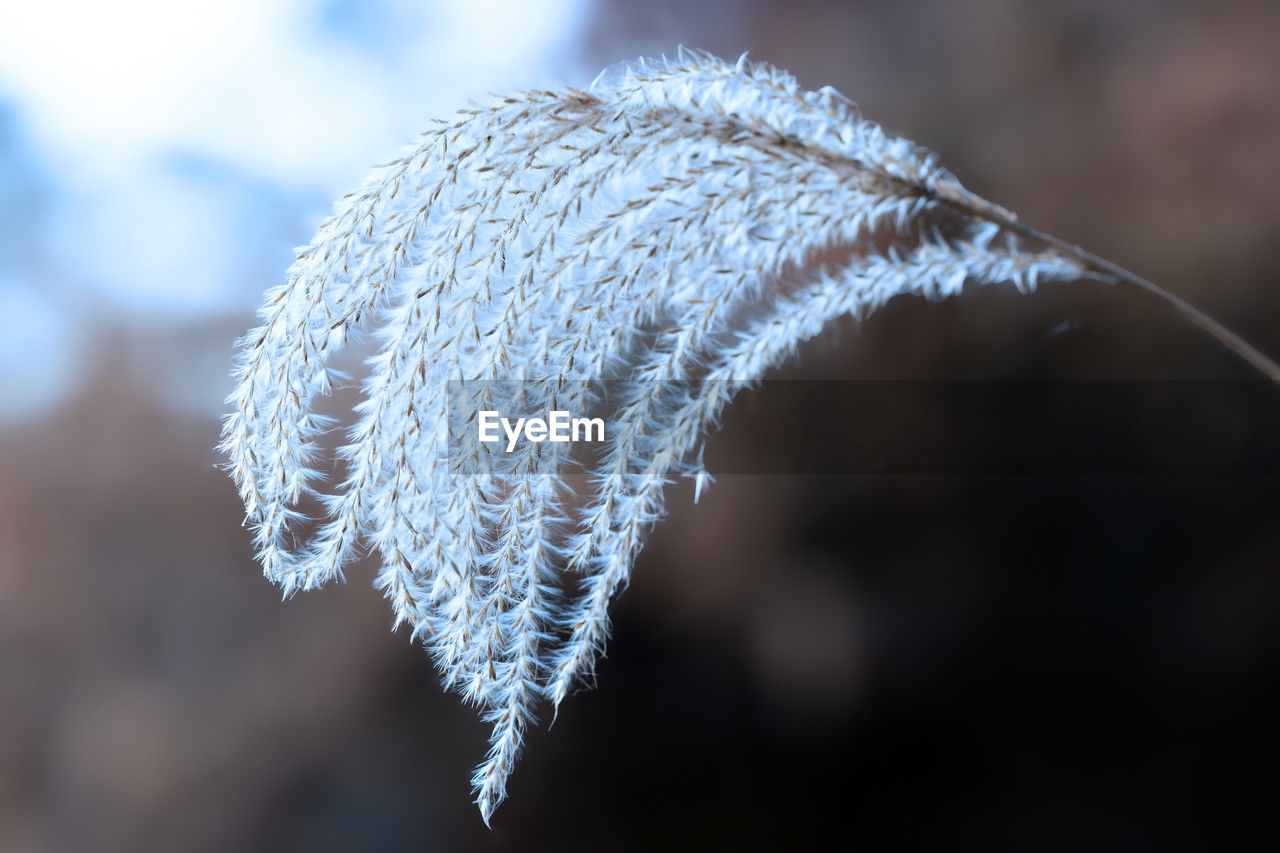 frost, winter, close-up, nature, branch, freezing, macro photography, leaf, ice, flower, focus on foreground, cold temperature, snow, no people, frozen, twig, grass, plant, day, moisture, outdoors, blue, water, sunlight, white, beauty in nature, environment, selective focus