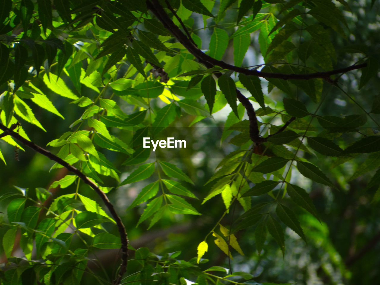 Close-up of neem leaves on tree