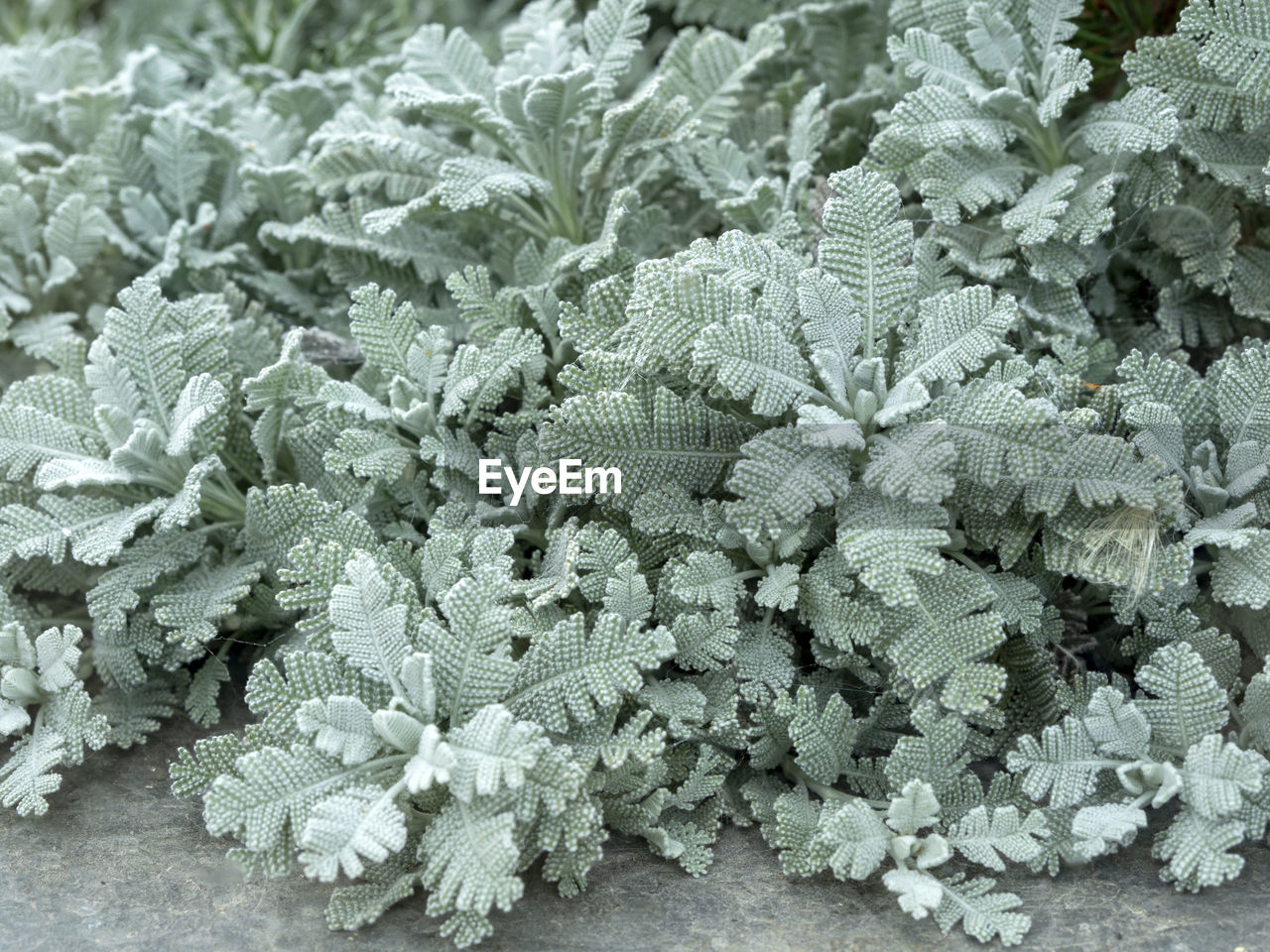 Closeup of silver lace tansy leaves tanacetum haradjanii, showing the unusual colour and texture