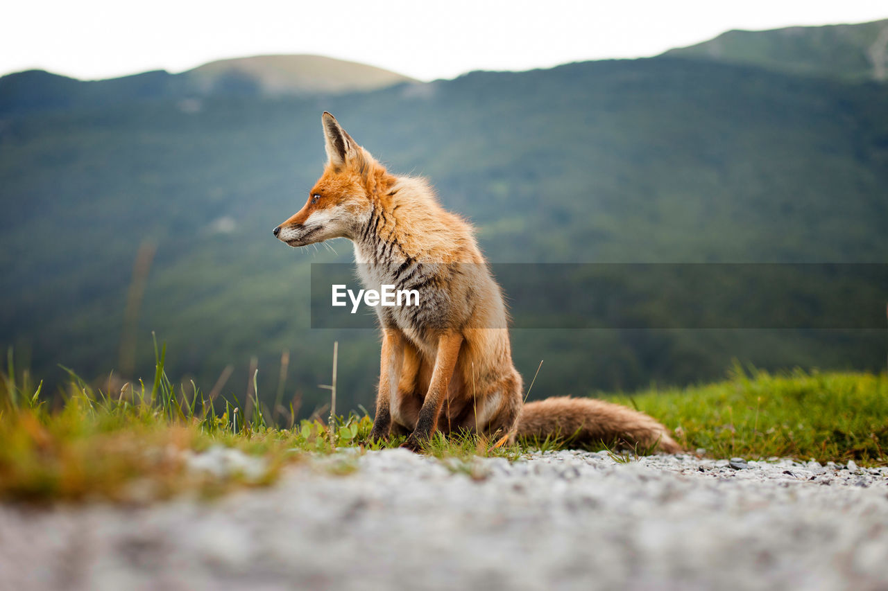 Ground level of wild fox with red fur looking away while sitting on grass against green mountain ridge on sunny day in nature