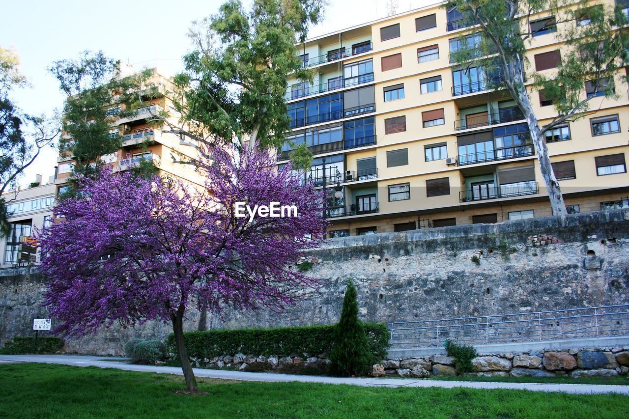 Trees growing in park