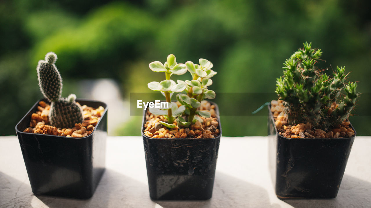 POTTED PLANT ON TABLE