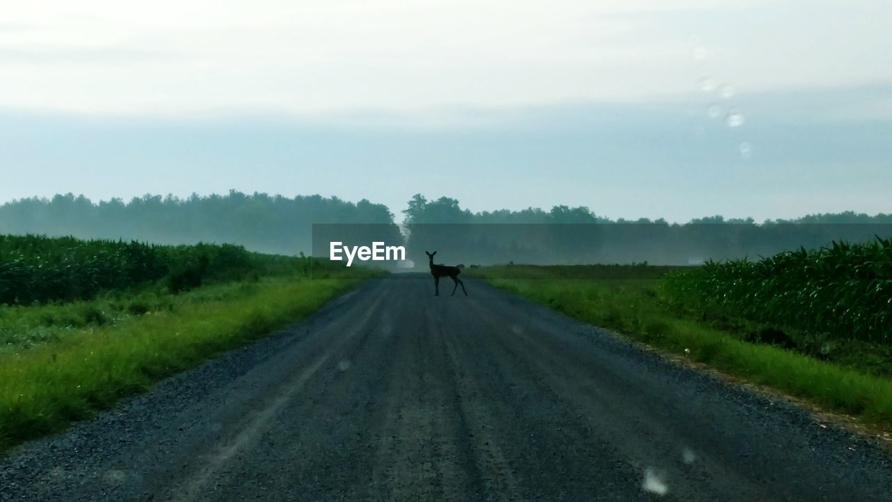 Deer standing on road against sky