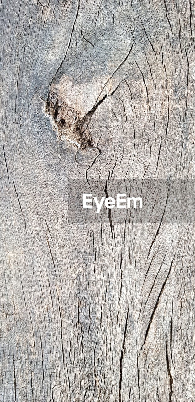 CLOSE-UP OF TREE STUMP