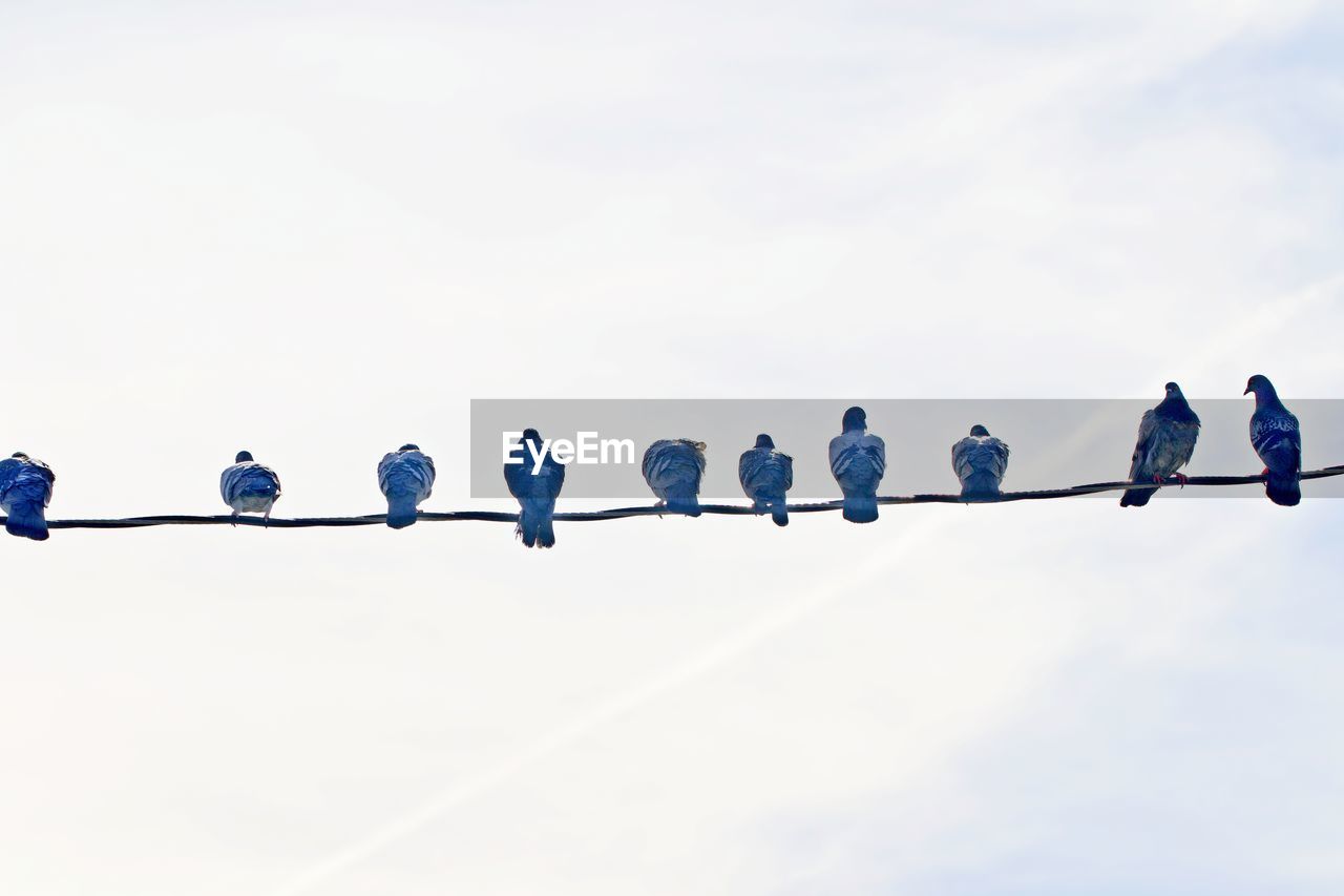 LOW ANGLE VIEW OF BIRDS PERCHING ON POWER LINE