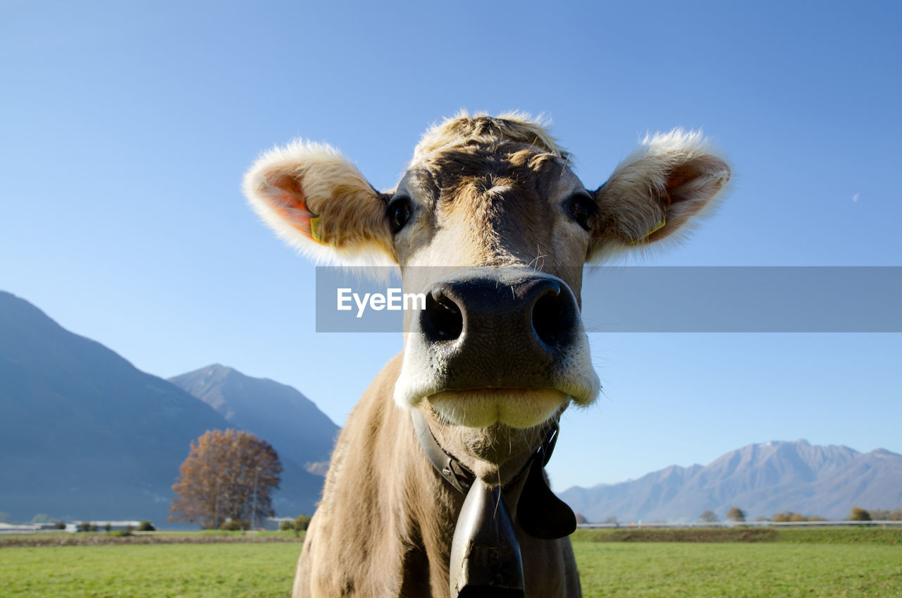 Close-up of cow on field against sky