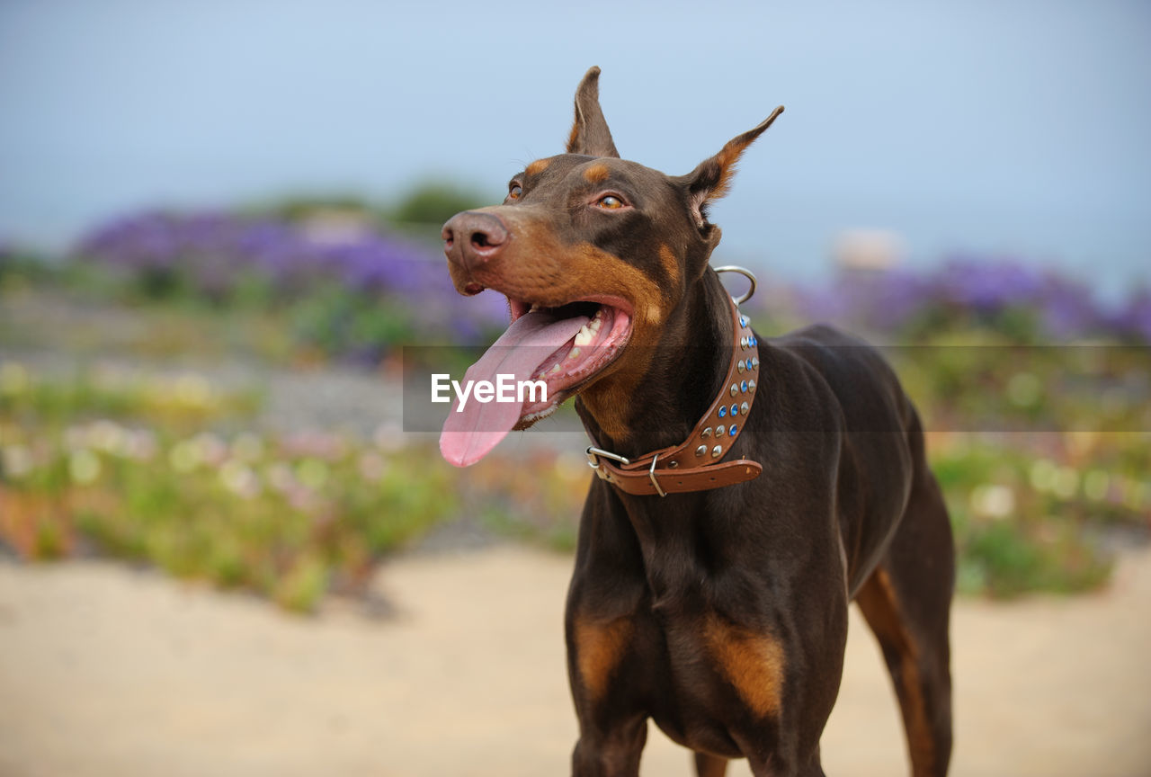 CLOSE-UP OF DOG STANDING ON GROUND