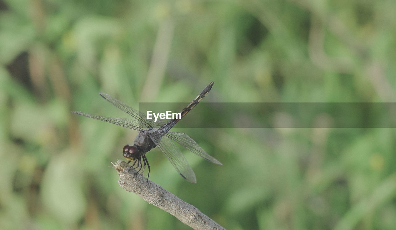 Close-up of insect on branch