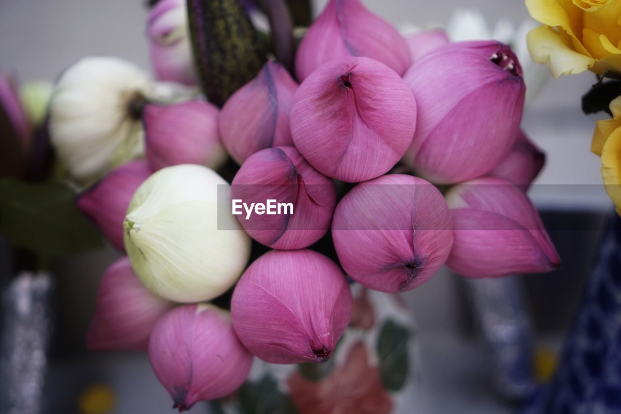 CLOSE-UP OF PINK FLOWERS ON PLANT