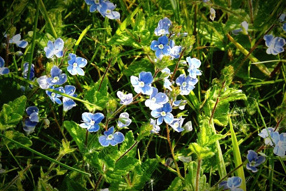 CLOSE-UP OF BLUE FLOWERS