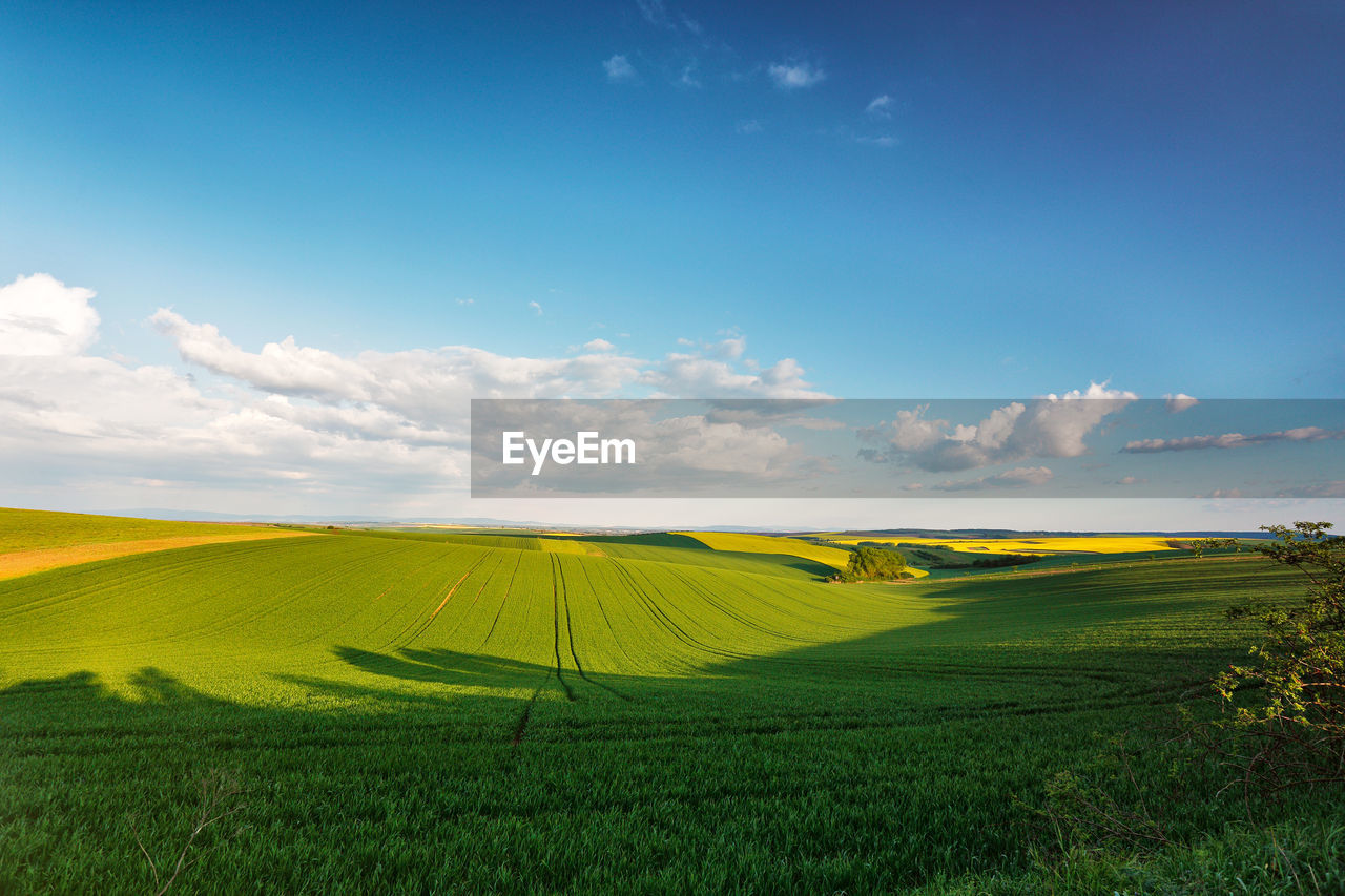 Scenic view of oilseed rape field against blue sky