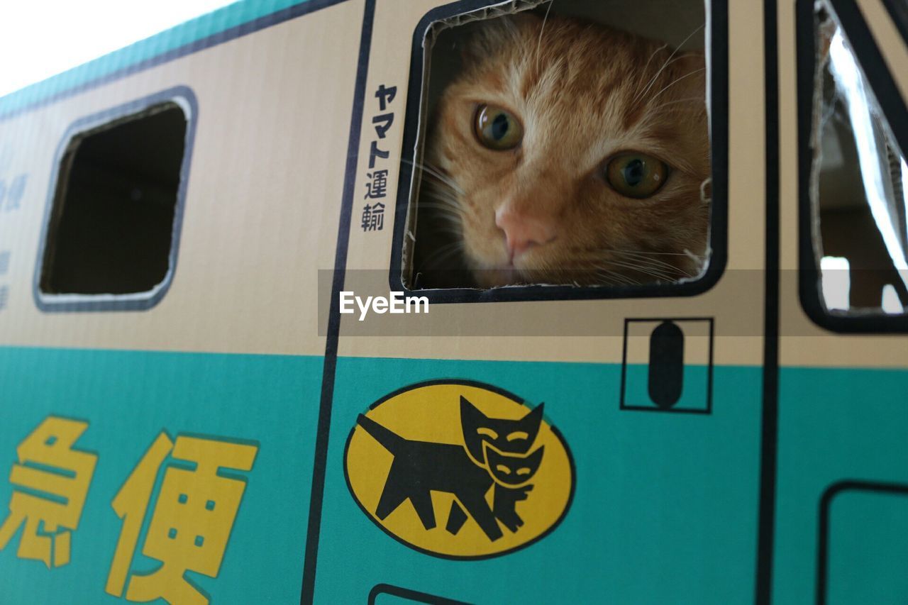 Close-up of cat in toy car