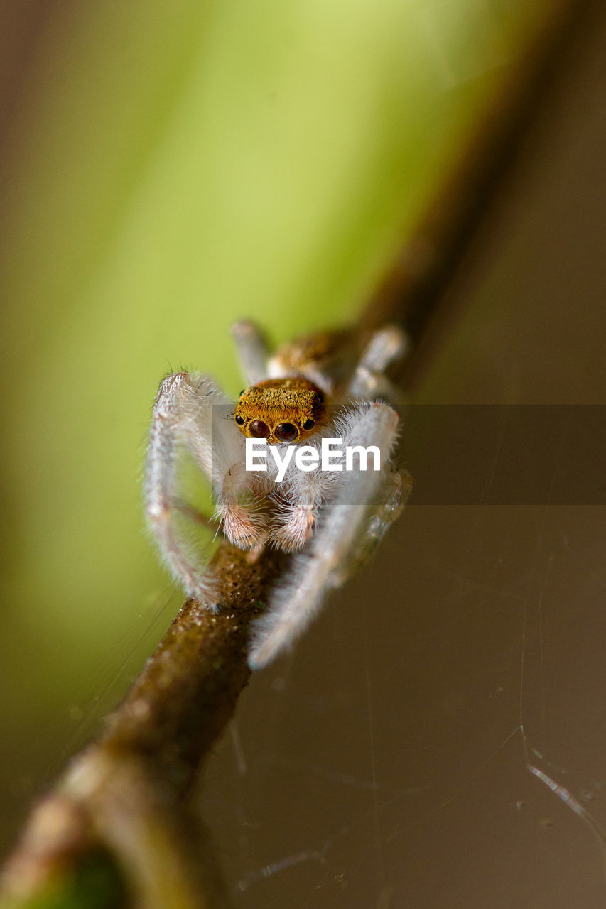 Close-up of spider on leaf