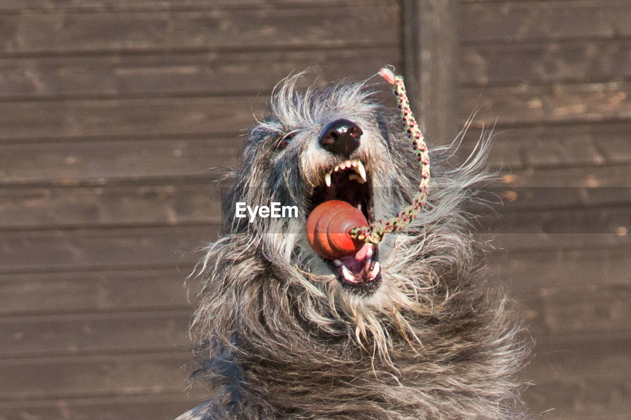 Close-up of scottish deerhound catching toy against fence