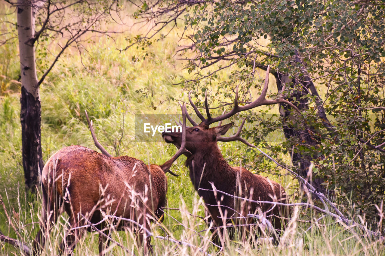 Bull elk fighting in rut season 