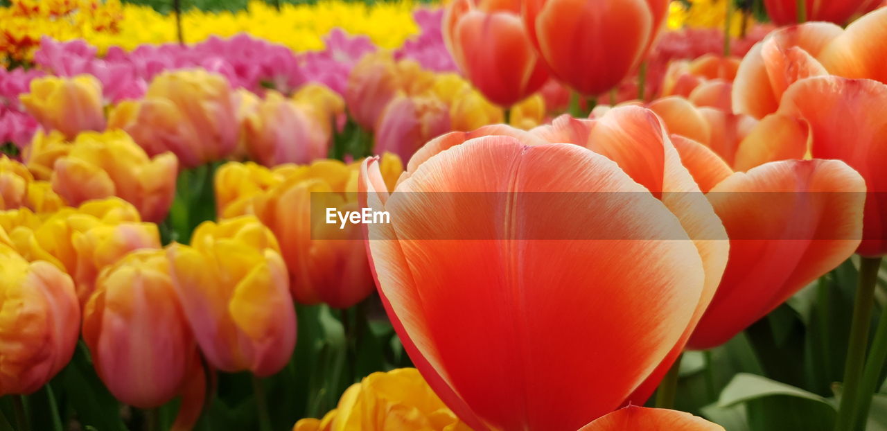 CLOSE-UP OF ORANGE TULIPS