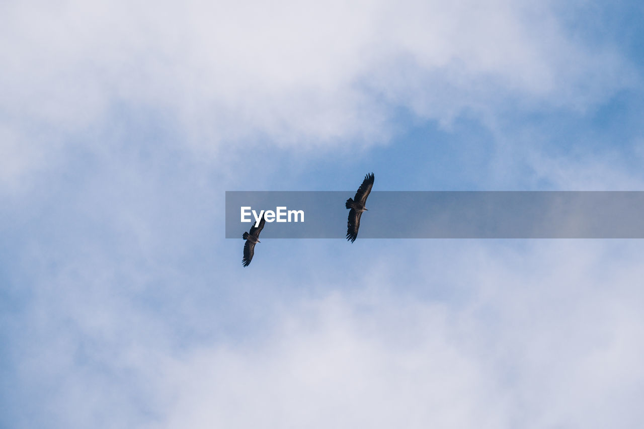 LOW ANGLE VIEW OF BIRDS FLYING AGAINST SKY