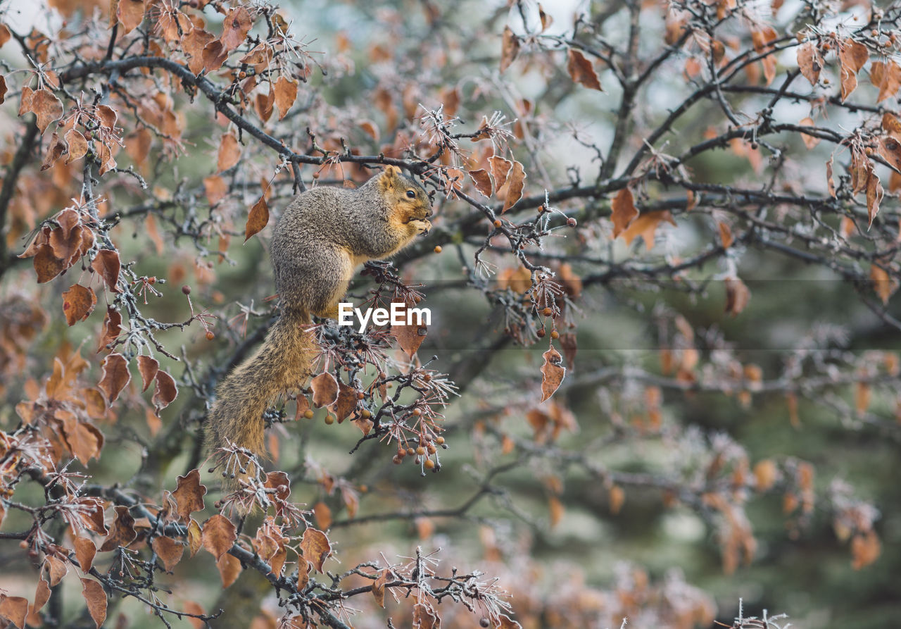 View of squirrel in a tree