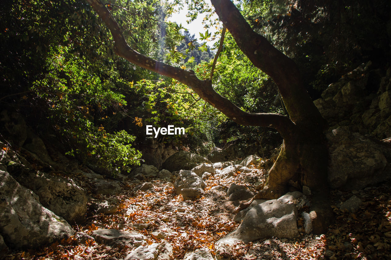 Trees growing in forest