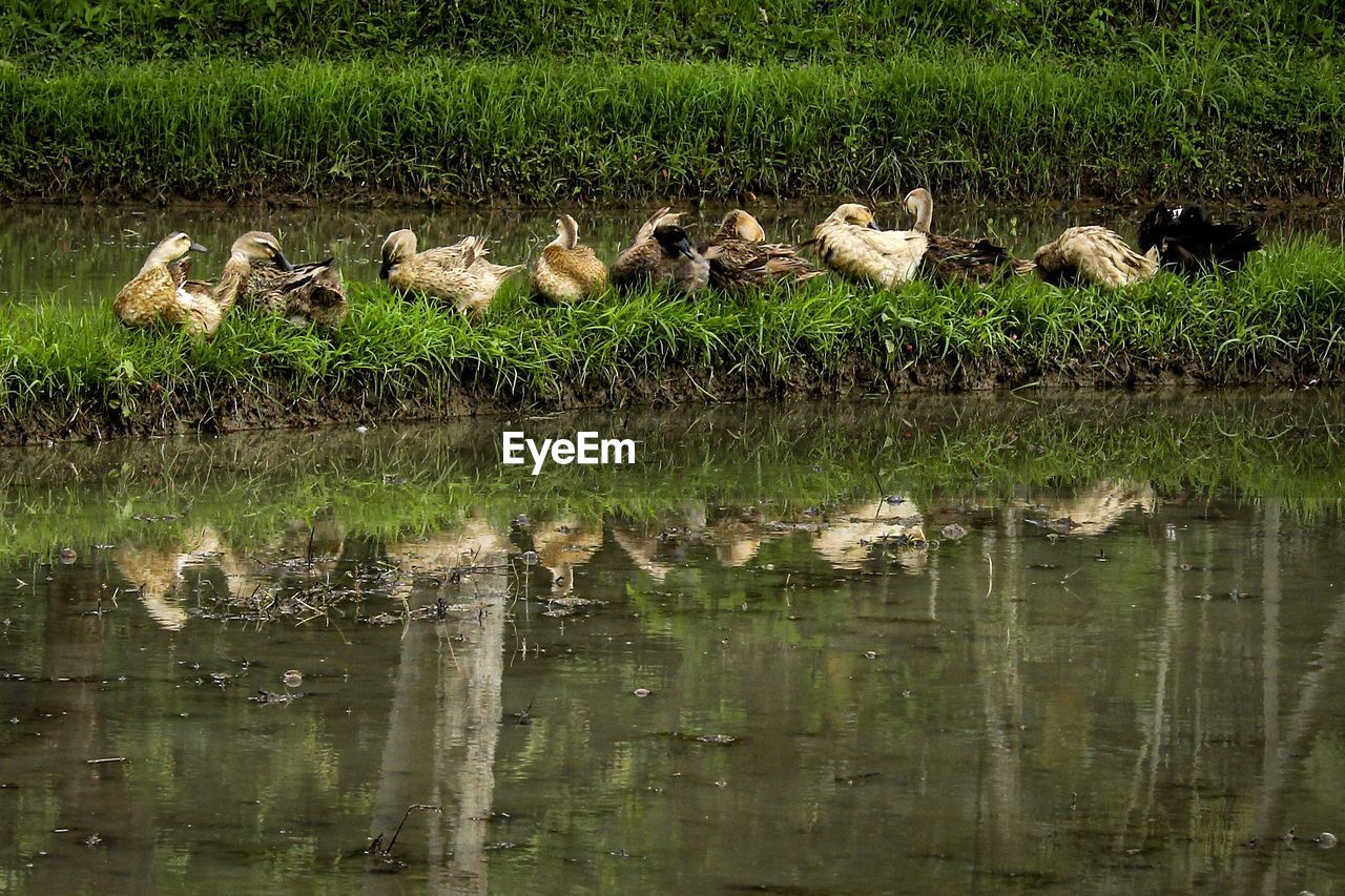 FLOCK OF BIRDS IN LAKE