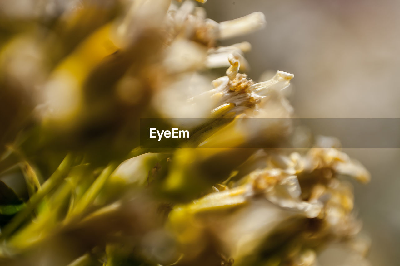 Close-up of flowers