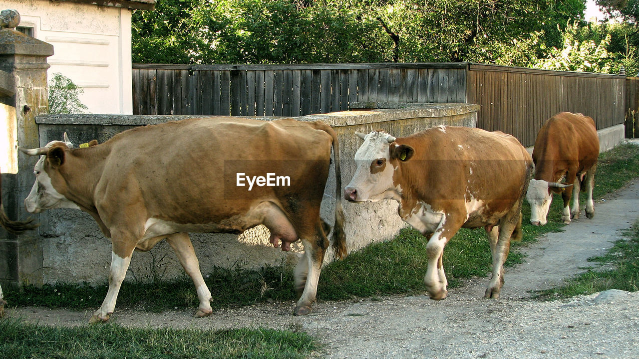 Cows standing on field against trees