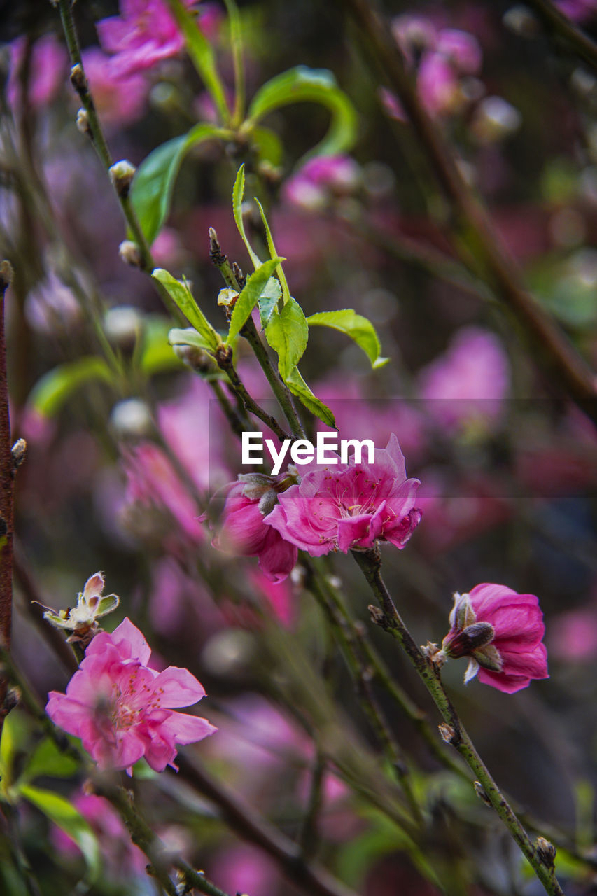 CLOSE-UP OF PINK FLOWERS