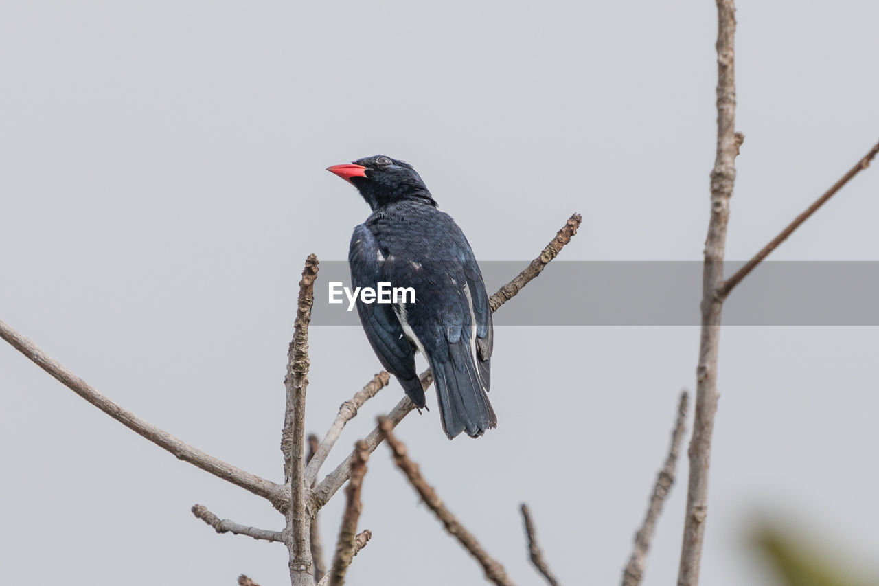 Bird perching on branch against clear sky