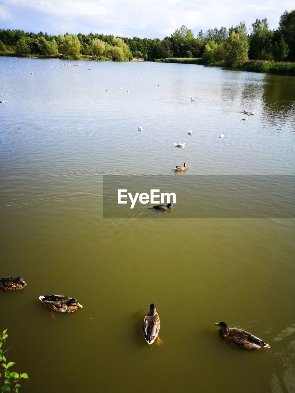 Ducks swimming in lake