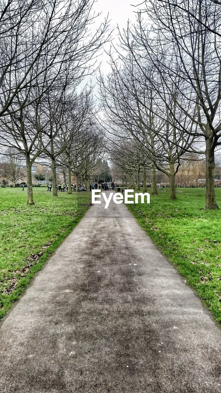 PATHWAY ALONG TREES